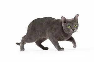 Korat: 80194690 Cat - Korat Jean-Michel Labat All images