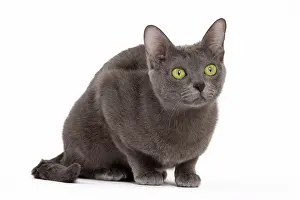 Korat: 80194691 Cat - Korat Jean-Michel Labat All images
