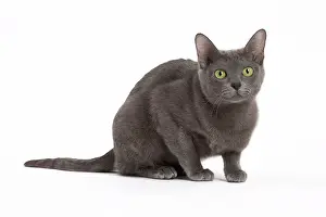 Korat: 80194693 Cat - Korat Jean-Michel Labat All images