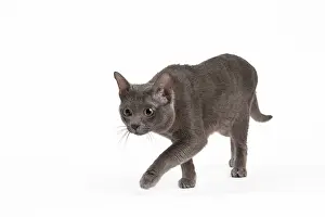Korat: 80194697 Cat - Korat Jean-Michel Labat All images