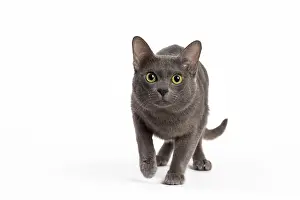 Korat: 80194699 Cat - Korat Jean-Michel Labat All images