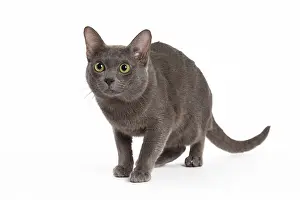 Korat: 80194700 Cat - Korat Jean-Michel Labat All images