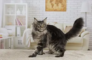 Coon: 80194718 Cat - Maine Coon Jean-Michel Labat All