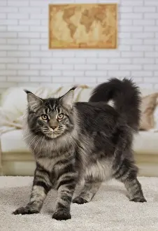 Coon: 80194719 Cat - Maine Coon Jean-Michel Labat All