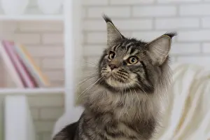 Coon: 80194720 Cat - Maine Coon Jean-Michel Labat All