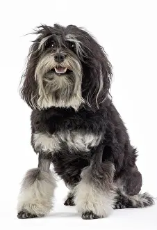 Lowchen: 80194721 Dog - Lowchen / Little Lion Dog Jean-Michel