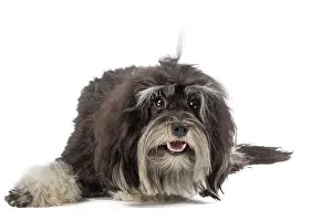 Lowchen: 80194722 Dog - Lowchen / Little Lion Dog Jean-Michel