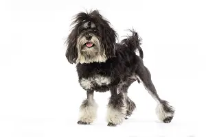 Lowchen: 80194724 Dog - Lowchen / Little Lion Dog Jean-Michel