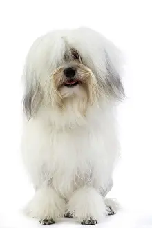 Lowchen: 80194725 Dog - Lowchen / Little Lion Dog Jean-Michel