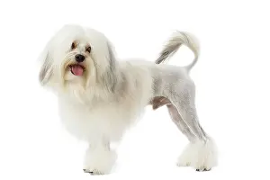 Jean: 80194726 Dog - Lowchen / Little Lion Dog Jean-Michel