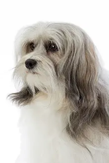 Lowchen: 80194727 Dog - Lowchen / Little Lion Dog Jean-Michel