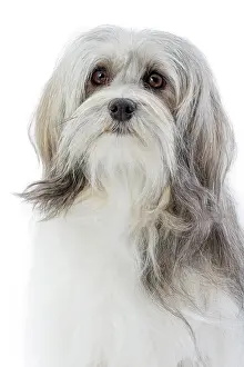 Lowchen: 80194728 Dog - Lowchen / Little Lion Dog Jean-Michel