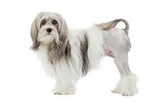 Lowchen: 80194729 Dog - Lowchen / Little Lion Dog Jean-Michel