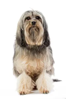 Lowchen: 80194730 Dog - Lowchen / Little Lion Dog Jean-Michel