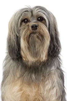 Lowchen: 80194731 Dog - Lowchen / Little Lion Dog Jean-Michel