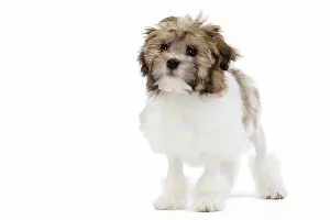 Lowchen: 80194733 Dog - Lowchen / Little Lion Dog Jean-Michel