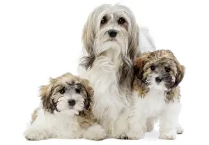 Lowchen: 80194734 Dog - Lowchen / Little Lion Dog Jean-Michel