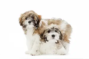 Lowchen: 80194735 Dog - Lowchen / Little Lion Dog Jean-Michel