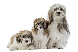 Lowchen: 80194736 Dog - Lowchen / Little Lion Dog Jean-Michel