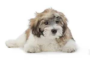 Lowchen: 80194737 Dog - Lowchen / Little Lion Dog Jean-Michel