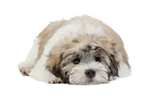 Lowchen: 80194738 Dog - Lowchen / Little Lion Dog Jean-Michel