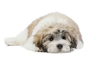 Lowchen: 80194739 Dog - Lowchen / Little Lion Dog Jean-Michel
