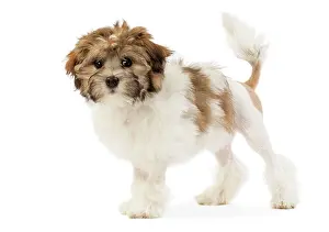 Lowchen: 80194740 Dog - Lowchen / Little Lion Dog Jean-Michel