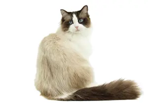 Ragdoll: 80194747 Cat - Ragdoll Jean-Michel Labat All images