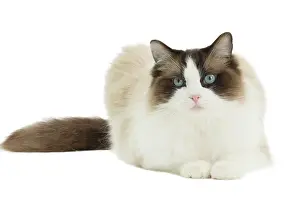 Ragdoll: 80194748 Cat - Ragdoll Jean-Michel Labat All images