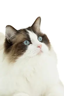 Ragdoll: 80194749 Cat - Ragdoll Jean-Michel Labat All images
