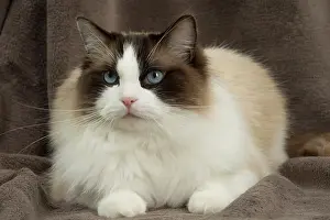 Ragdoll: 80194750 Cat - Ragdoll Jean-Michel Labat All images