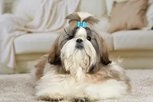 Chien: 80194751 Dog - Shih Tzu Jean-Michel Labat All images