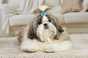 Chien: 80194752 Dog - Shih Tzu Jean-Michel Labat All images