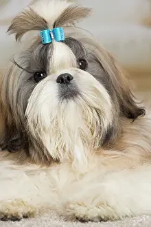 Chien: 80194753 Dog - Shih Tzu Jean-Michel Labat All images