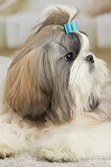 Chien: 80194754 Dog - Shih Tzu Jean-Michel Labat All images