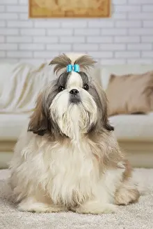 Shih: 80194755 Dog - Shih Tzu Jean-Michel Labat All images