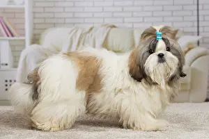 Chien: 80194756 Dog - Shih Tzu Jean-Michel Labat All images