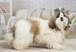 Chien: 80194757 Dog - Shih Tzu Jean-Michel Labat All images