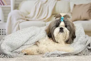 Chien: 80194758 Dog - Shih Tzu Jean-Michel Labat All images