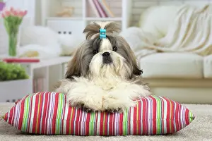Chien: 80194759 Dog - Shih Tzu Jean-Michel Labat All images