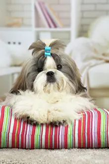 Chien: 80194760 Dog - Shih Tzu Jean-Michel Labat All images