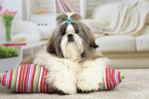 Chien: 80194761 Dog - Shih Tzu Jean-Michel Labat All images