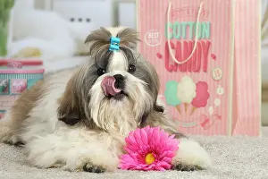Chien: 80194762 Dog - Shih Tzu Jean-Michel Labat All images
