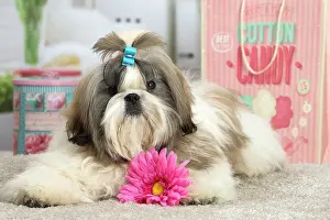 Chien: 80194763 Dog - Shih Tzu Jean-Michel Labat All images