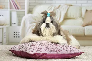 Chien: 80194764 Dog - Shih Tzu Jean-Michel Labat All images