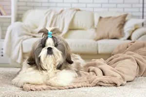 Chien: 80194765 Dog - Shih Tzu Jean-Michel Labat All images