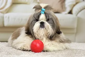 Chien: 80194766 Dog - Shih Tzu Jean-Michel Labat All images