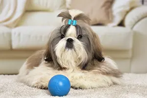 Chien: 80194767 Dog - Shih Tzu Jean-Michel Labat All images