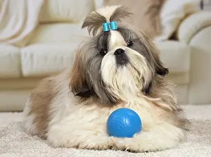 Chien: 80194768 Dog - Shih Tzu Jean-Michel Labat All images