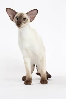 Siamese: 80194770 Cat - Siamese Jean-Michel Labat All images